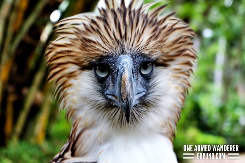 Philippine Eagle Fighter Davao City