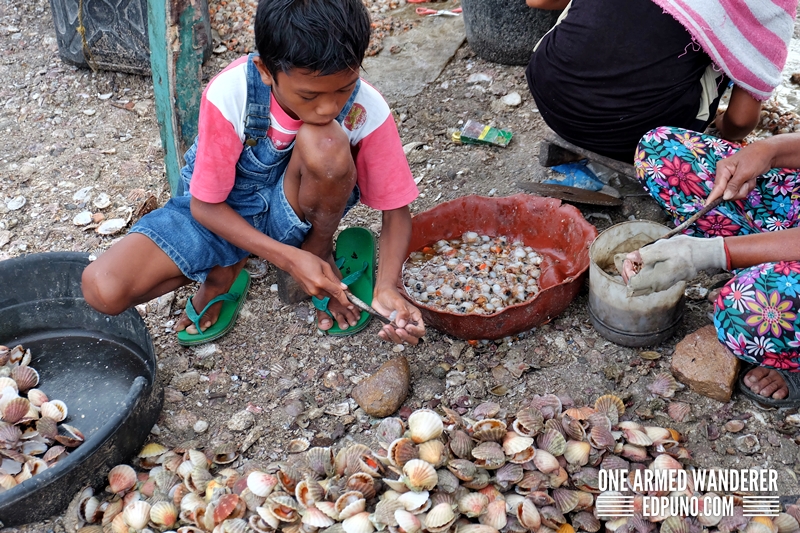 scallops shucking